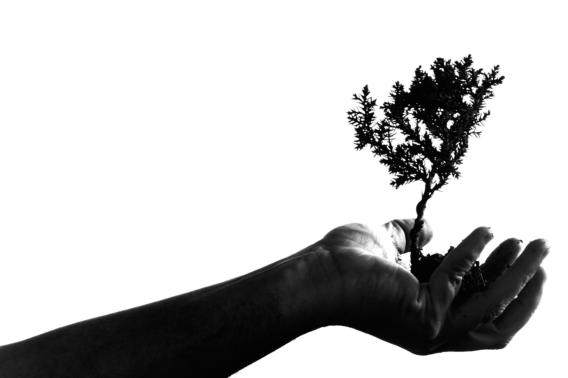 An outstretched hand holding a bonsai tree in the palm of the hand.