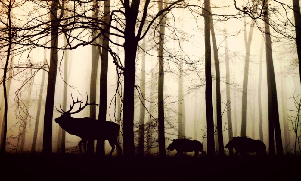 Elk and Boar in Forest